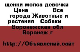 щенки мопса девочки › Цена ­ 25 000 - Все города Животные и растения » Собаки   . Воронежская обл.,Воронеж г.